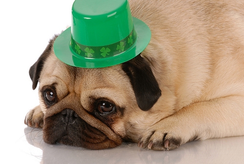 wpid holiday st patrick pug